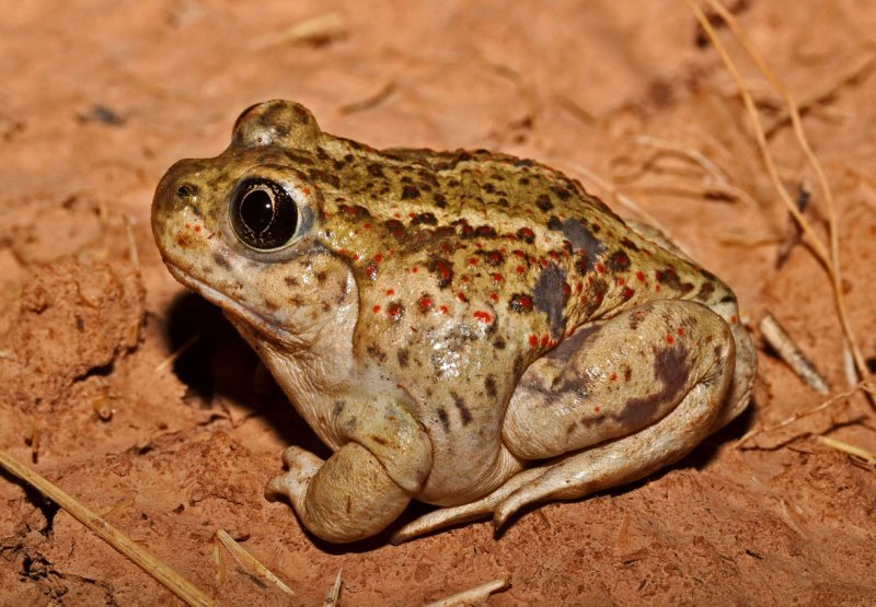 Great Basin Spadefoot – Skeetchestn Natural Resources